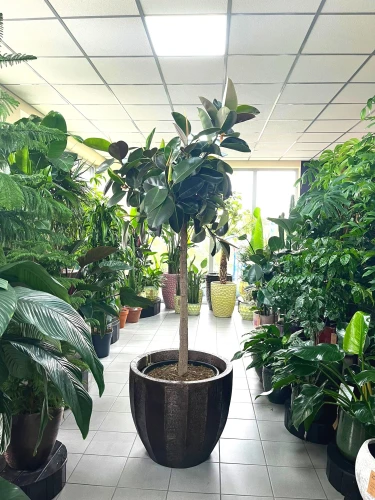 Ficus elastica Robusta na pniu