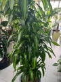 Dracena Hawaiian Sunshine