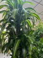 Dracena Hawaiian Sunshine