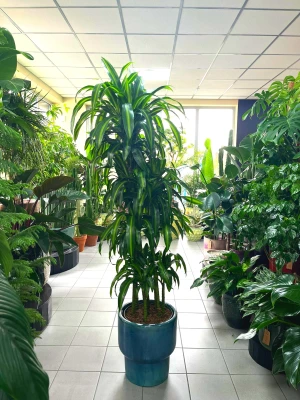 Dracena Hawaiian Sunshine