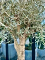 Olea europaea, drzewo oliwne L