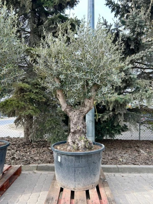 Olea Europeae XXL, drzewo oliwne