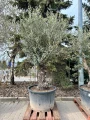 Olea Europeae XXL, drzewo oliwne
