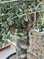 Olea Europeae XXL, drzewo oliwne