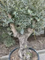 Olea Europeae XXL, drzewo oliwne