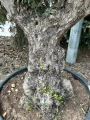 Olea Europeae XXL, drzewo oliwne