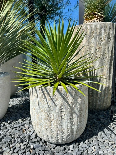 Yucca Aliofolia