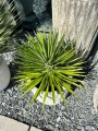 Yucca Aliofolia