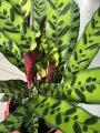 Calathea lancifolia 'Air So Pure'