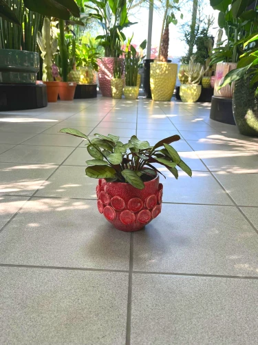 Ctenanthe burle-marxii Amagris