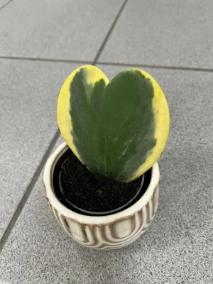 Hoya Kerrii 'Outed Variegated' XS