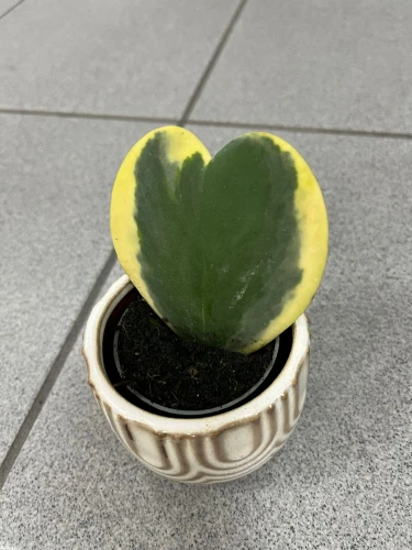 Hoya Kerrii 'Outed Variegated' XS