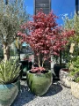 Acer palmatum, Klon palmowy Bloodgood