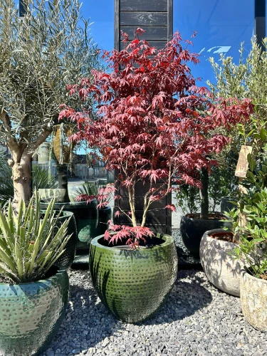 Acer palmatum, Klon palmowy Bloodgood