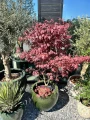 Acer palmatum, Klon palmowy Bloodgood