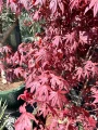 Acer palmatum, Klon palmowy Bloodgood