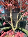 Acer palmatum, Klon palmowy Bloodgood