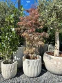 Acer palmatum Garnet, Klon palmowy Garnet