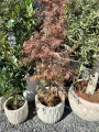 Acer palmatum Garnet, Klon palmowy Garnet
