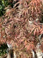 Acer palmatum Garnet, Klon palmowy Garnet