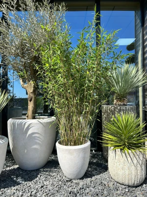 Fargesia Winter Joy, Bambus