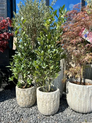 Laurus nobilis, liść laurowy