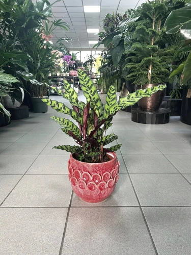 Calathea lancifolia 'Air So Pure'