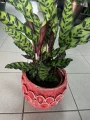 Calathea lancifolia 'Air So Pure'