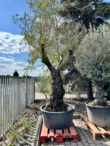 Olea Europaea XXL, drzewo oliwne