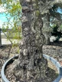 Olea Europaea XXL, drzewo oliwne