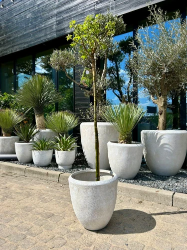 Ambrowiec, Liquidambar styraciflua Gumball