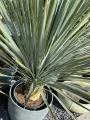 Yucca Rostrata, H: 145 cm