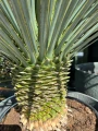 Yucca Rostrata, H: 145 cm