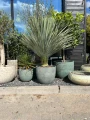 Yucca Rostrata, H: 145 cm