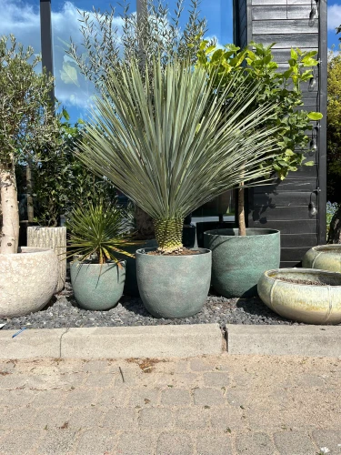 Yucca Rostrata, H: 145 cm