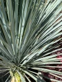 Yucca Rostrata, H: 160