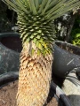 Yucca Rostrata, H: 157