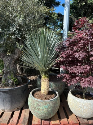Yucca Rostrata, H: 157