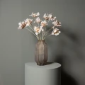 Kremowy tulipan PTMD