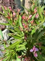 Jasnoróżowy oleander M