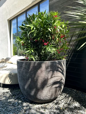 Ciemnoróżowy oleander