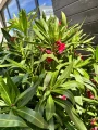 Ciemnoróżowy oleander