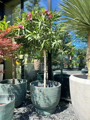 Jasnoróżowy oleander na pniu