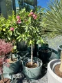 Jasnoróżowy oleander na pniu