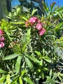 Jasnoróżowy oleander na pniu