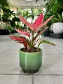 Aglaonema Cherry Baby
