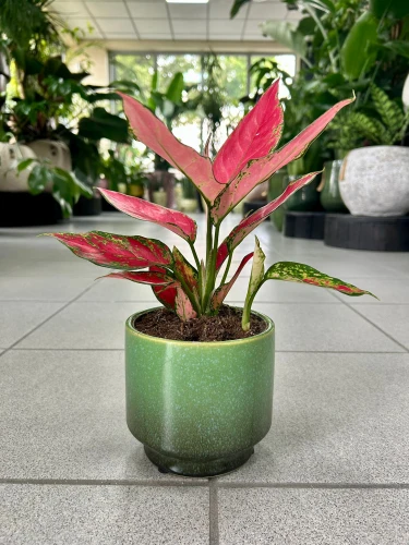 Aglaonema Cherry Baby
