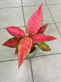 Aglaonema Cherry Baby