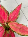Aglaonema Cherry Baby