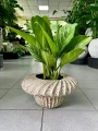 Aglaonema Stripes